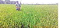 बिहादी : धानको गाभा कुहीन थालेपछि  कृषक चिन्तीत